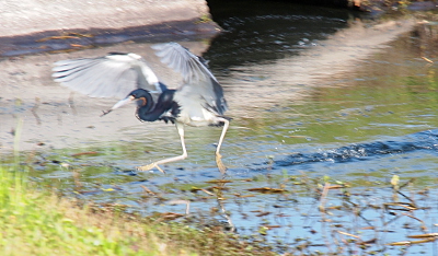 [The water is ruffled where the bird's feet have moved across it. Its wings are up and curved around the back of its head. The underside of the wings is white.]